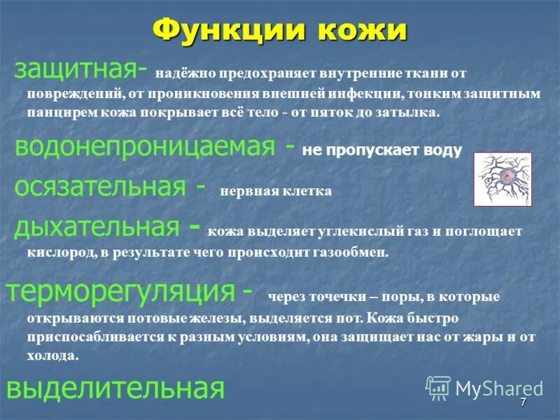 Что не является работой кожи. Функции кожи. основные функции кожи. функции кожи человека. перечислите функции кожи.