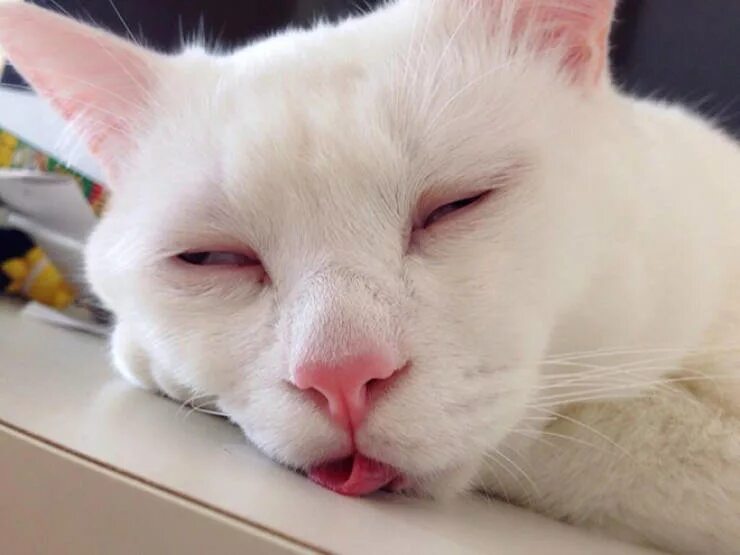 Cat no face