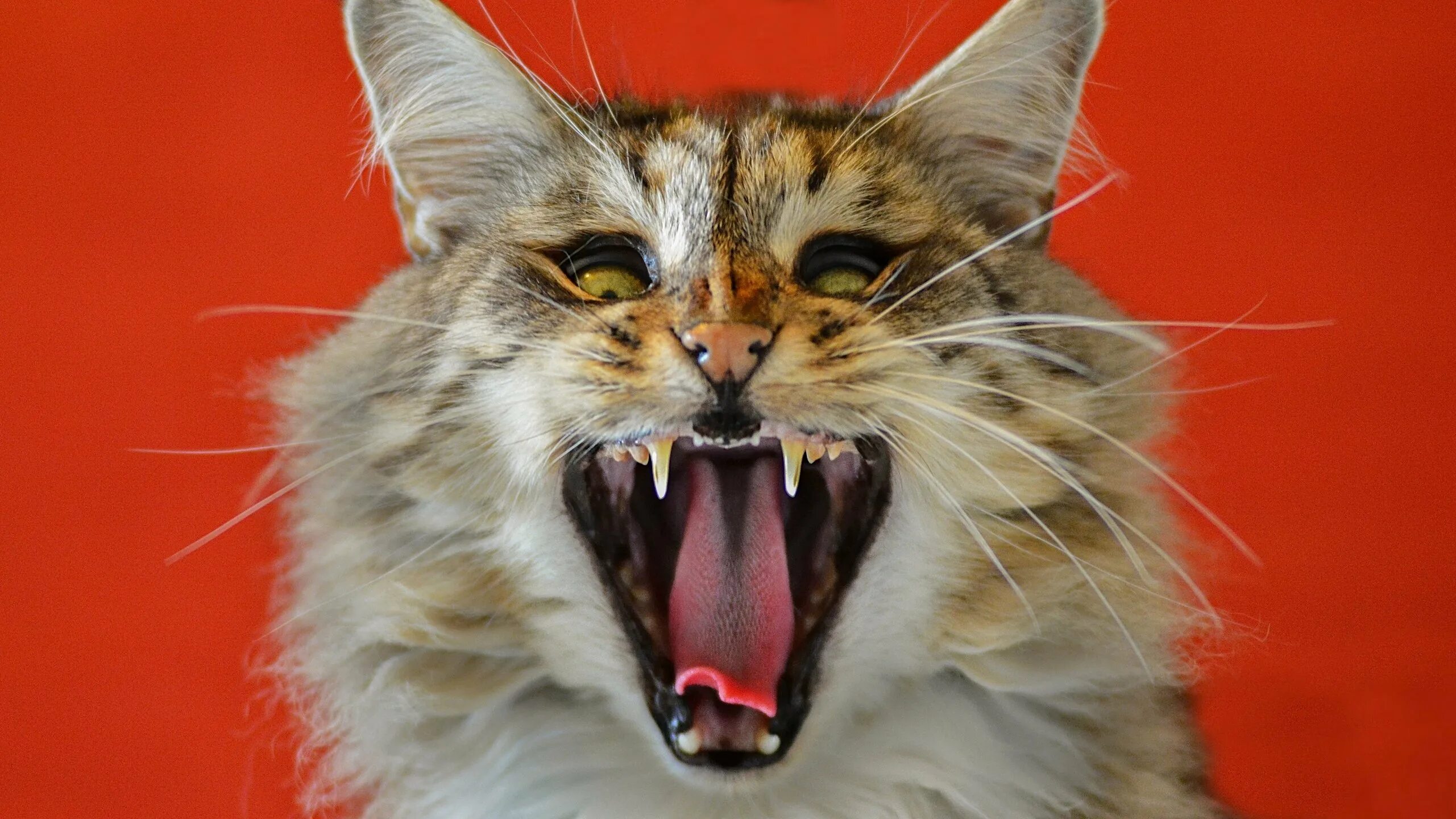 Кот с большими зубами. Злой кот. злая кошка. морда кота. кот со злой мордой.