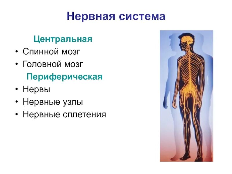 Периферическая нервная система. Периферическая нервная система спинномозговые нервы. Схема нервной системы человека Центральная и периферическая. Нервные сплетения спинного мозга. Органы центральной и периферической нервной системы