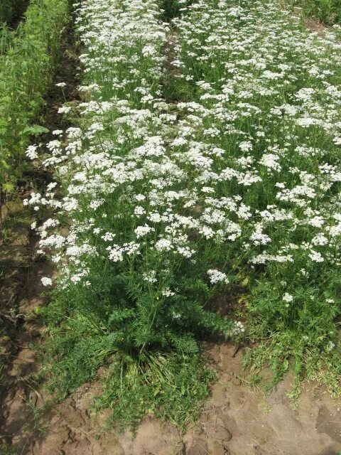 ANISE, HEIRLOOM, 100+ SEEDS, SMELLS GREAT, UNIQUE FLAVOR, HERB, SPICE eBay