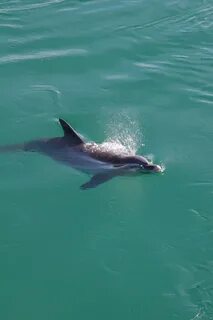 The dolphin a fish