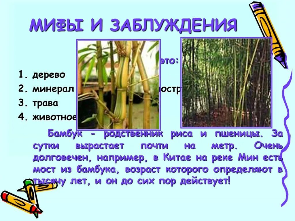 Бамбук родственники. Бамбук растёт со скоростью. Как быстро растет бамбук. На сколько вырастает бамбук за сутки. Рост бамбука за сутки