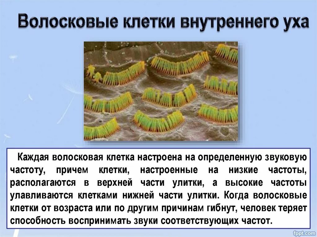 Волосковая клетка внутреннего уха. Волосковые клетки. волосковые клетки внутреннего уха. наружные волосковые клетки. волосковые клетки строение.