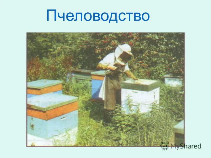 Пчеловодство от А до Я: правила содержания пчёл на пасеках