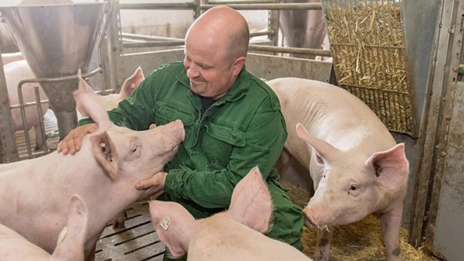 Свинья фермер. Английский фермер. Свинья фермер. Свинья фермер мультфильм. Загон для свиней.