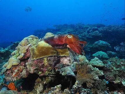 Группа обитателей морей и океанов