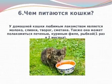 Что ест кошка домашняя