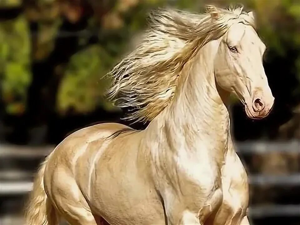 Pin on Akhal Teke