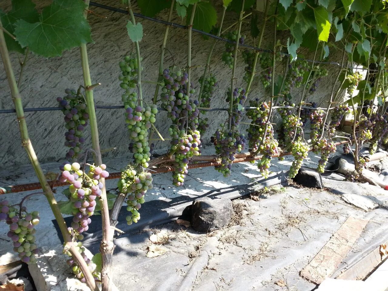 Можно ли пересадить взрослый виноград. ВИНОГРАДСАЖЕНЦЫ виноградание лоза. Однолетняя лоза винограда. Лоза плодоношения винограда. Должанская виноград.