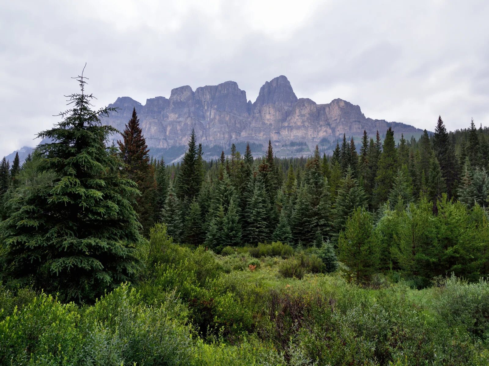 Лес скалы. Лес скалы. Саксонская швейцария. Лес скалы. Йосемити парк каменные деревья.