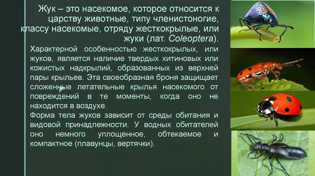 Насекомые относятся к царству. Характеристика жесткокрылых Жуков. Характеристика отрядов насекомых жесткокрылые. Характеристика отряда жесткокрылые. Отряд жесткокрылые жуки.