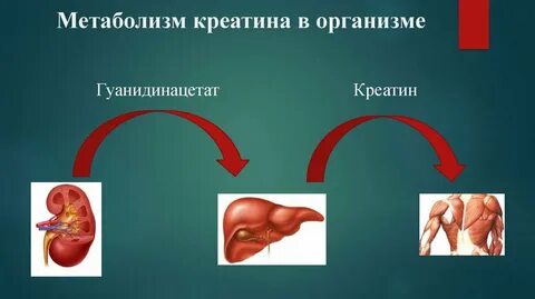 Роль креатинфосфата в мышечной ткани
