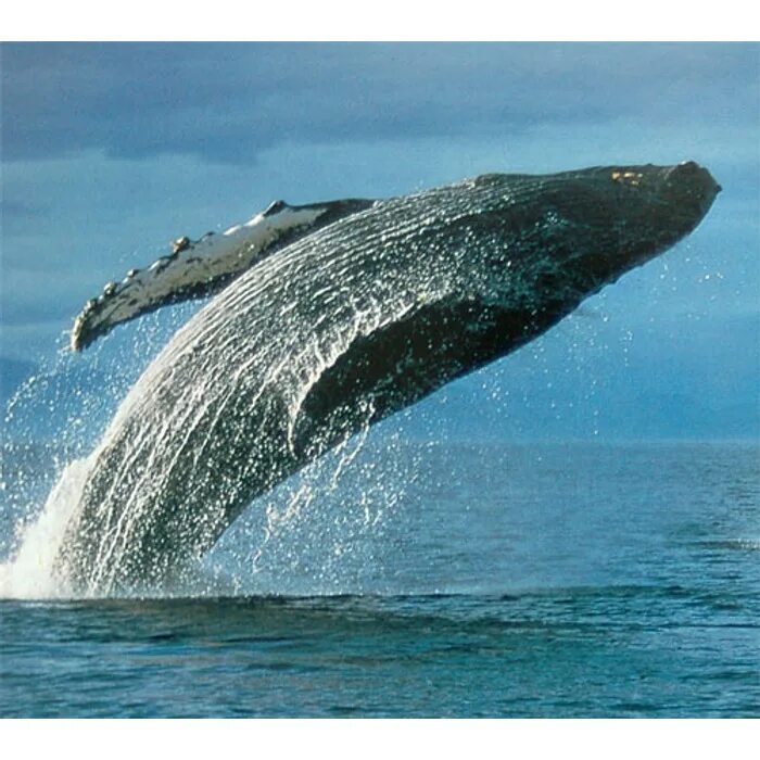 Самый большой кит в мире. Синий кит. Самое большое млекопитающее в мире. Кит самое большое животное на земле.