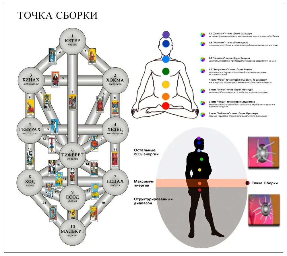 Древо Сефирот и касты. Дерево Сефирот 4 касты. Древо Сефирот и чакры человека. Точка сборки человека Кастанеда. Какой частью тела человека низшей касты