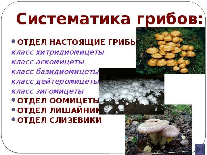 Название гриба значение