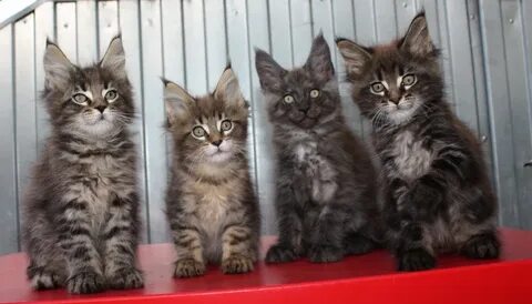 Котята суровикино