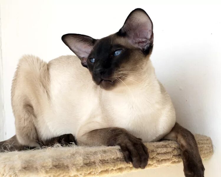 сиамский и тайский кот. тайская кошка и сиамская кошка отличия. сиамская и тайская кошка. тайская кошка и сиамская кошка. сиамская и тайская кошка.