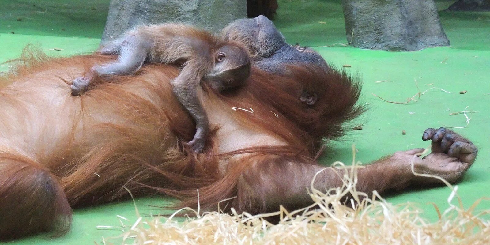 Детеныш северного оленя для детей. Контактный зоопарк саранск. В зоопарке родился детеныш. Горилла в зоопарке москвы. Московский зоопарк орангутаны.