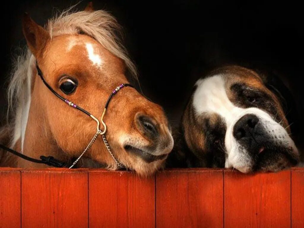 Лошадки собаки. Лошадь и собака. Лошадь и собака Дружба. Собака конь. Смешная лошадь.