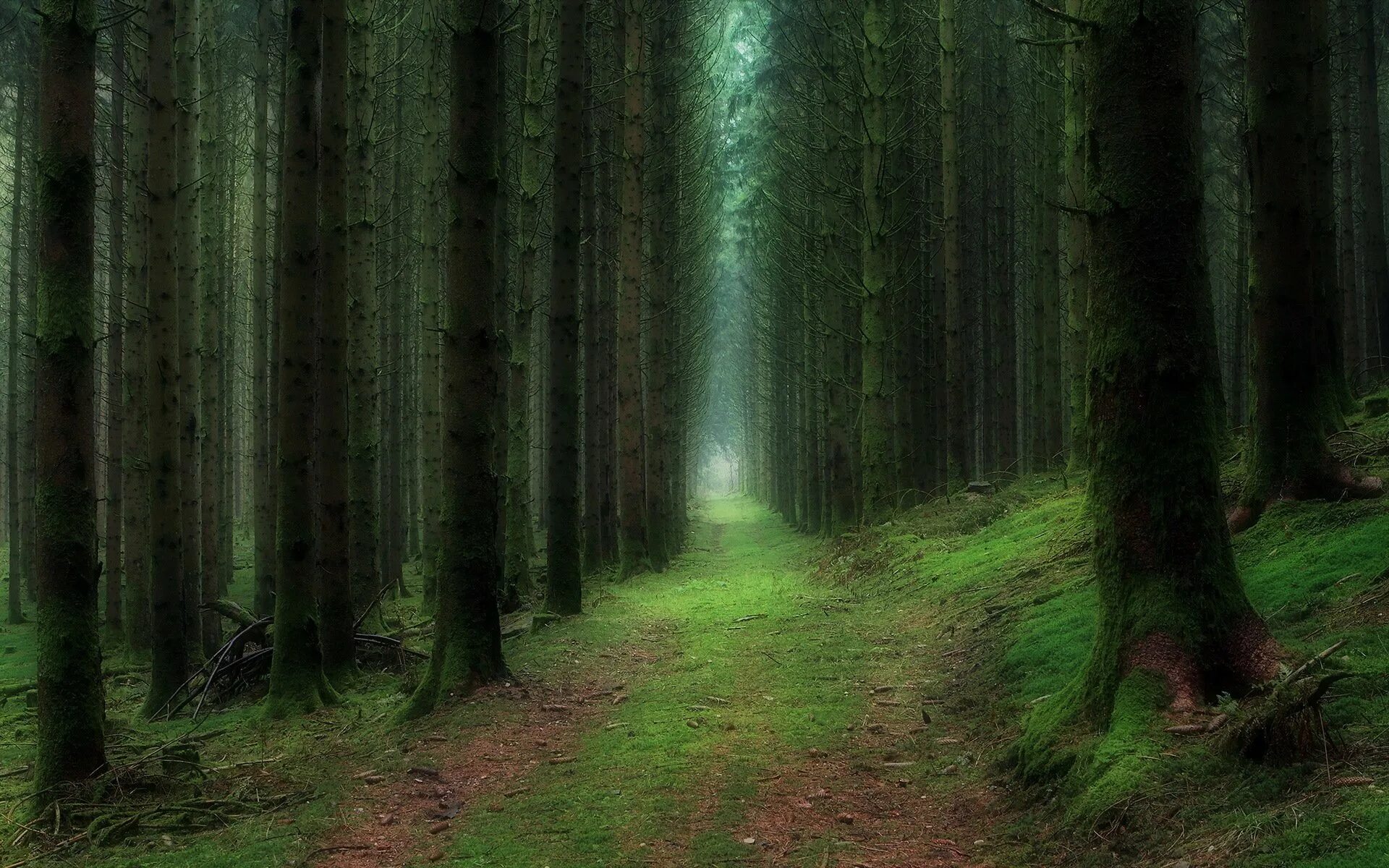 Спрят вшись в глубь леса. Труднопроходимый хвойный лес. Дремучий лес. Темный дремучий лес. Густой лес.