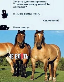 Зашла как-то лошадь на балкон и стала мемом. конь хуан