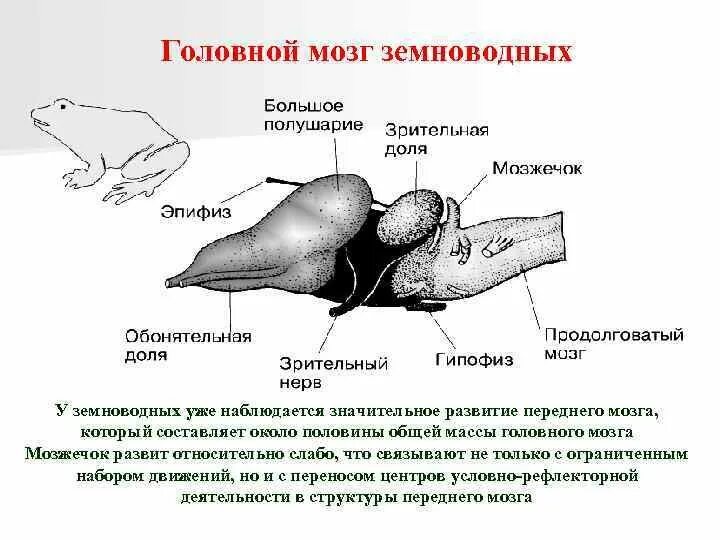 Развитие мозжечка у земноводных. Строение головного мозга земноводных. Отделы головного мозга земноводные 7 класс. Головной мозг система земноводных. Функции отделов головного мозга лягушки.