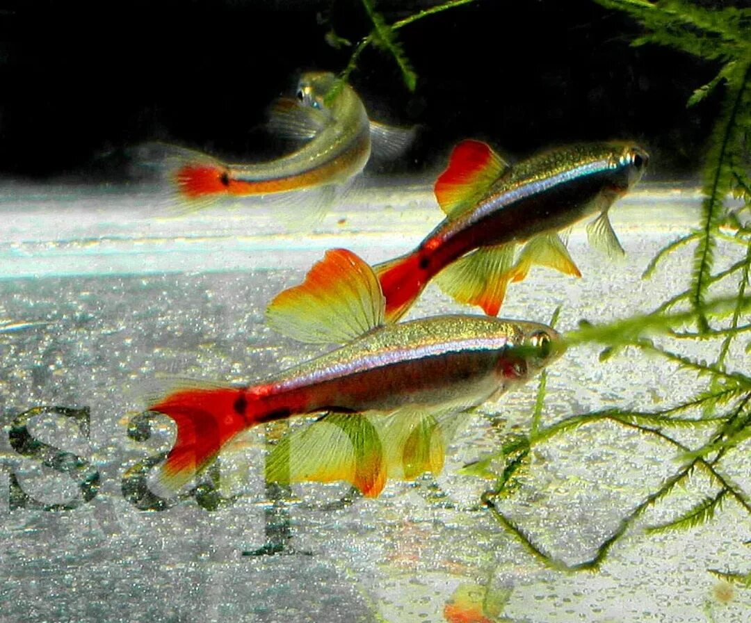 Содержание кардиналов. Кардинал tanichthys albonubes. Кардинал золотой рыбка. Содержание кардиналов. Кардинал рыба аавариумная.