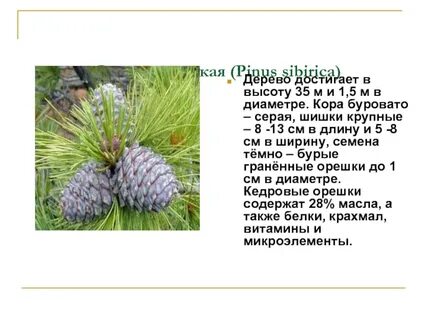 Описание шишок сосны