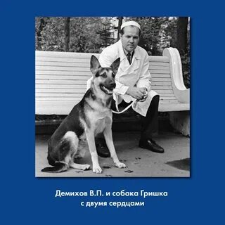Демихов модель органа. Демихов хирург трансплантолог. Демихов двухголовая собака. В п демихов. Демихов модель органа.