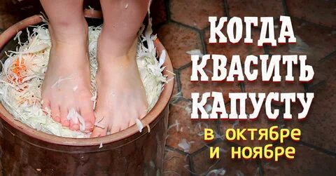 Лучший день квасить капусту