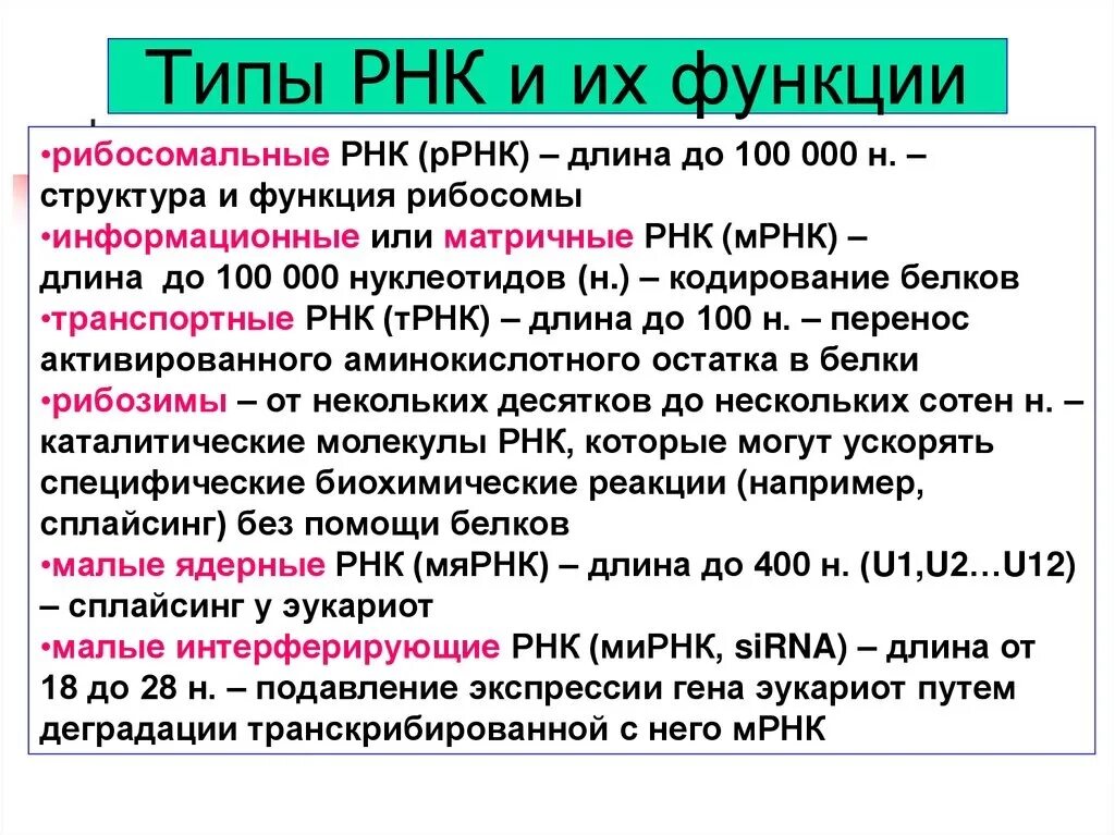 Какие функции выполняет рнк. Общая функция всех видов РНК. РНК типы РНК функция. Функции различных типов РНК. Характеристика видов РНК.