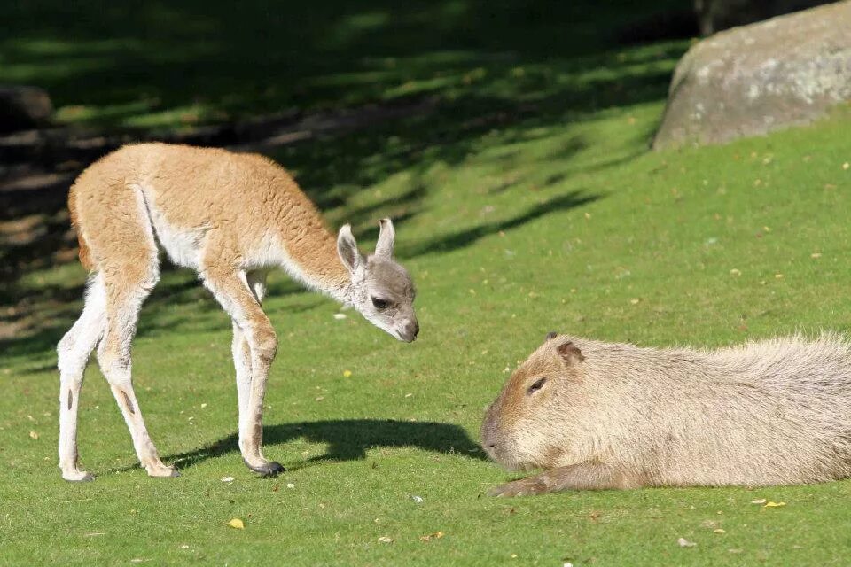 лама гуанако. гуанако детеныш. дикая лама гуанако. доклад о ламе. домашняя лама.