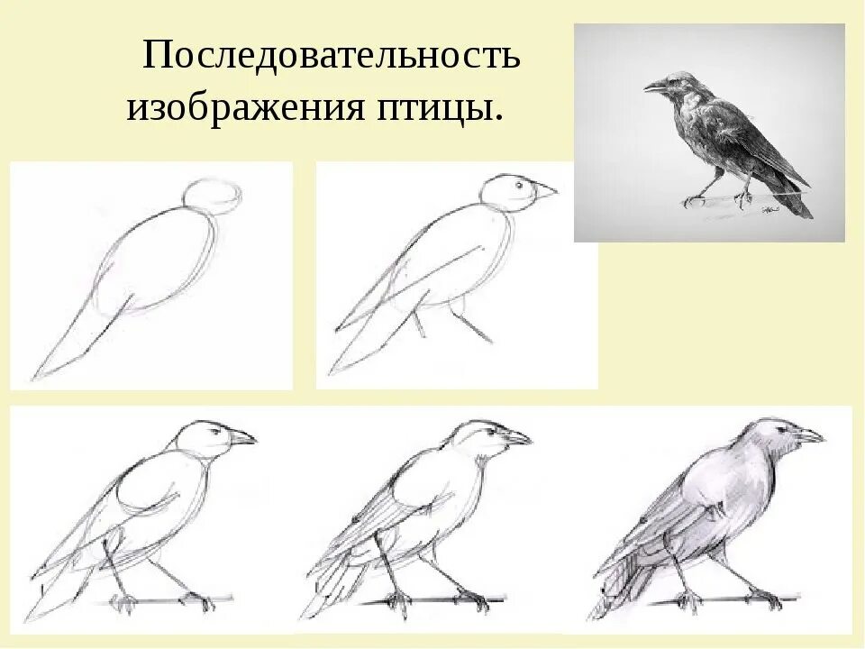 Последовательность образа. Рисование с натуры птиц. Последовательность изображения птицы. Последовательность рисования птицы. Силуэтные зарисовки чучела птицы.