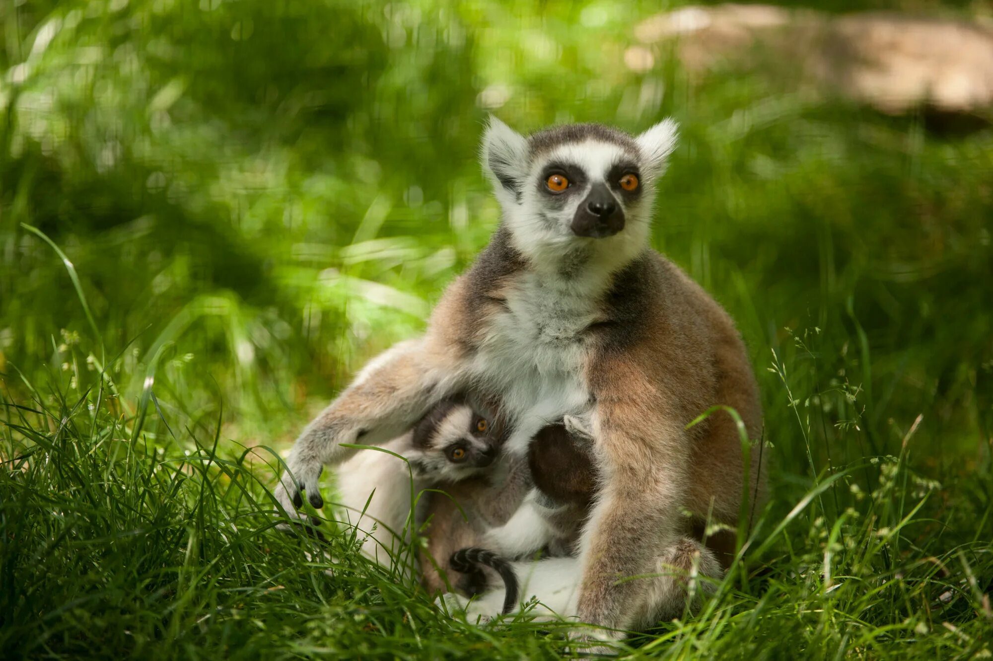Мадагаскарский лемур. Лемур в очках. Пятница лемур. Настоящий лемур 4. Лемур ленивец.