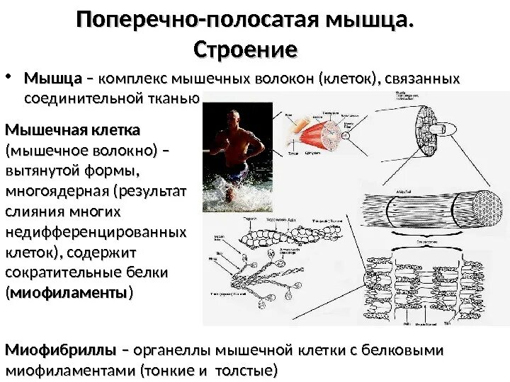 Поперечнополосатая скелетная мышечная ткань. Строение полосатой мышцы. Поперечно полосатая скелетная ткань строение. Поперечно-полосатая исчерченность мышечного волокна обусловлена. Строение мышечного пучка.