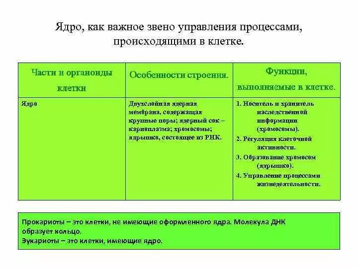 Ядро структура строение функции. Ядрышко строение и функции таблица. Ядро особенности строения и функции. Таблица компоненты ядра строение функции.