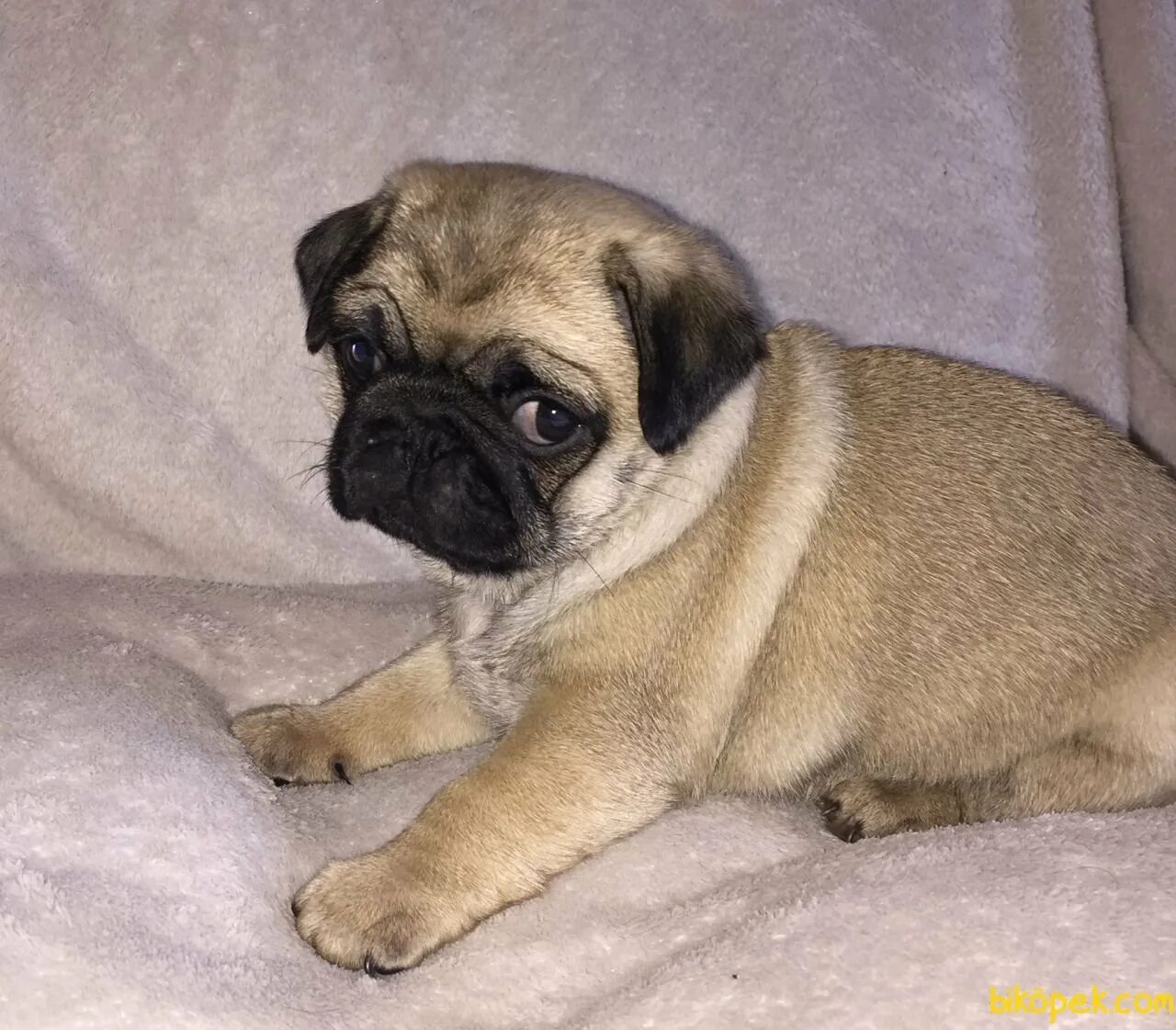 Большая собака похожая на мопса. Black mask fawn французский бульдог. Породы собак похожие на мопса. Собака похожая на мопса. Собака похожая на бульдога.