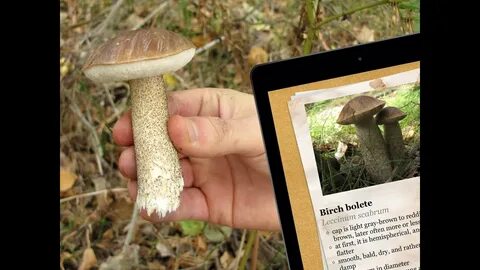 Go mushroom picking