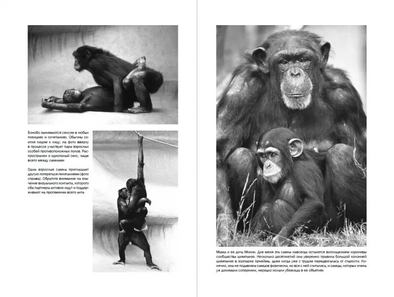 В поисках человеческого у приматов. Истоки морали франс де вааль. Истоки морали: в поисках человеческого у приматов. The bonobo and the atheist. Франс де вааль в поисках человеческого у приматов.