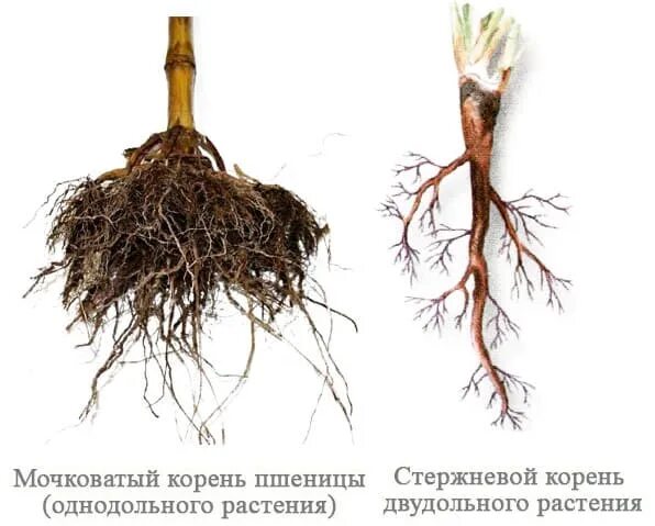 Пшеница имеет корневую систему. Пшеница имеет корневую систему. Пшеница имеет корневую систему. Стержневая и мочковатая корневая система. Главный корень у мочковатой системы.