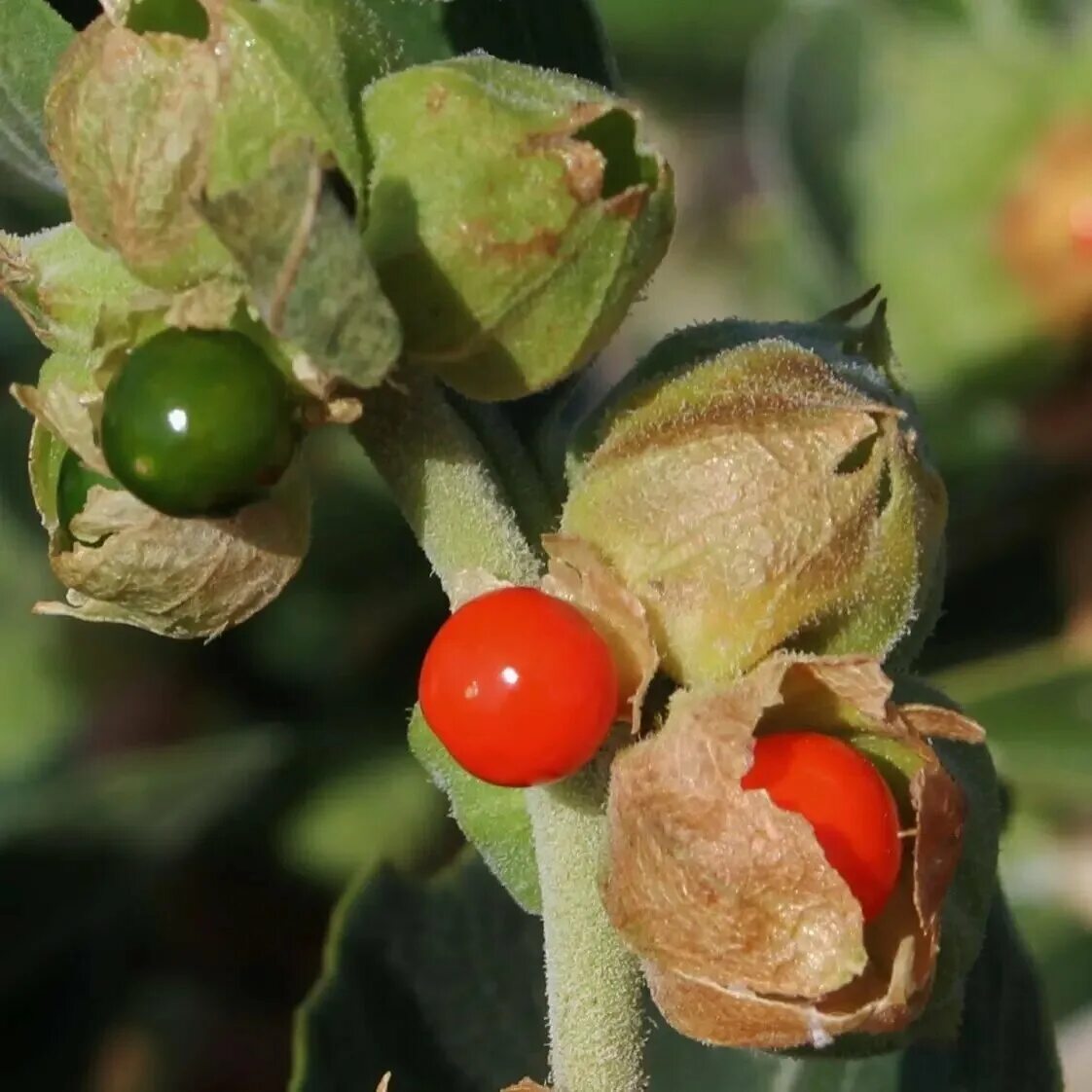 Ашваганда спортивное питание. Ашваганда женьшень. Ашвагандха (ashvagandha) himalaya. Himalaya ashvagandha 60 табл. Ашвагандха хималая.