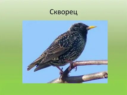 Ласточки грачи дрозды жаворонки соловьи