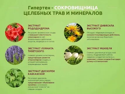 Какие травы повышают давление у человека