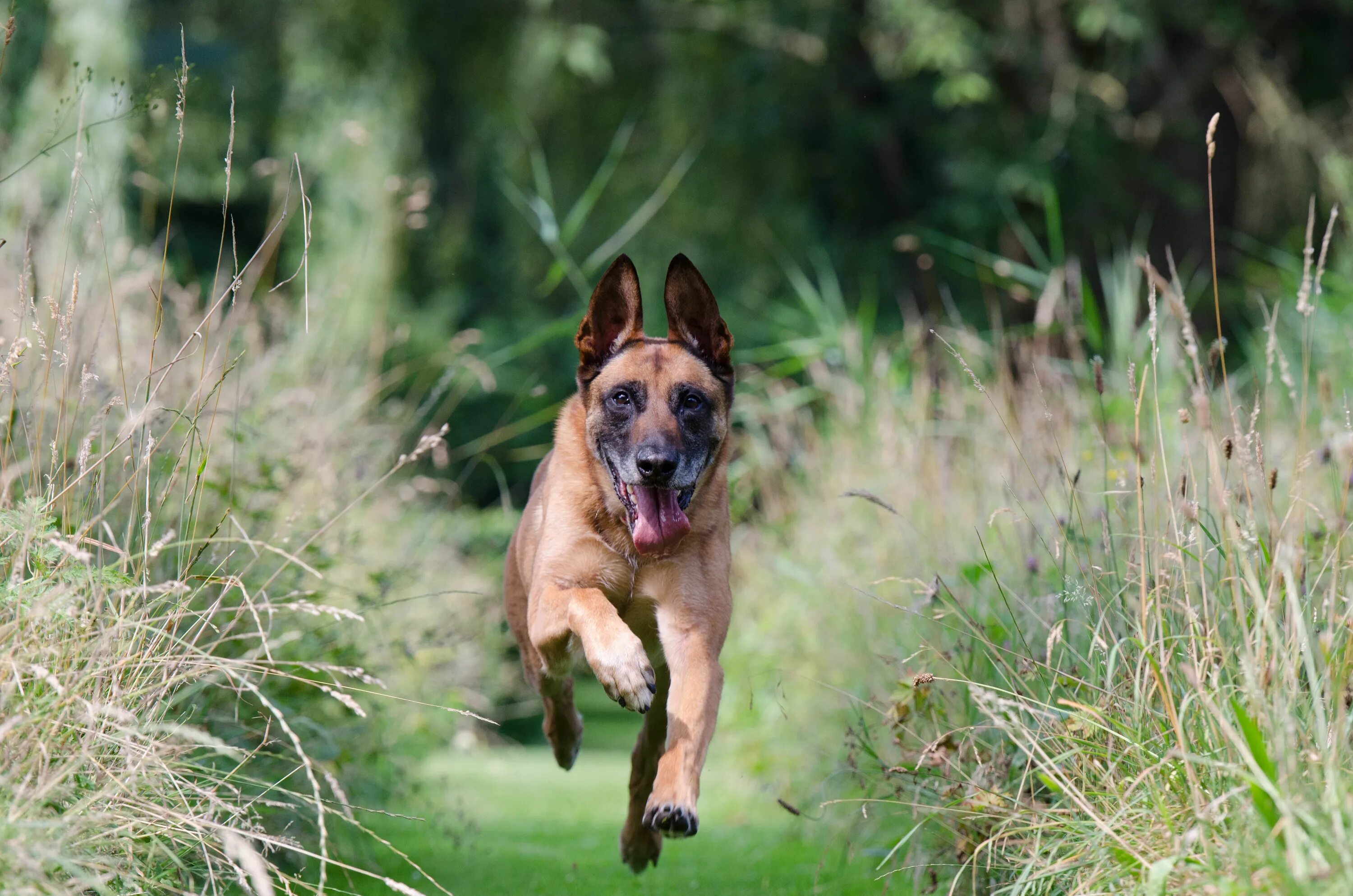 1 is running the dog