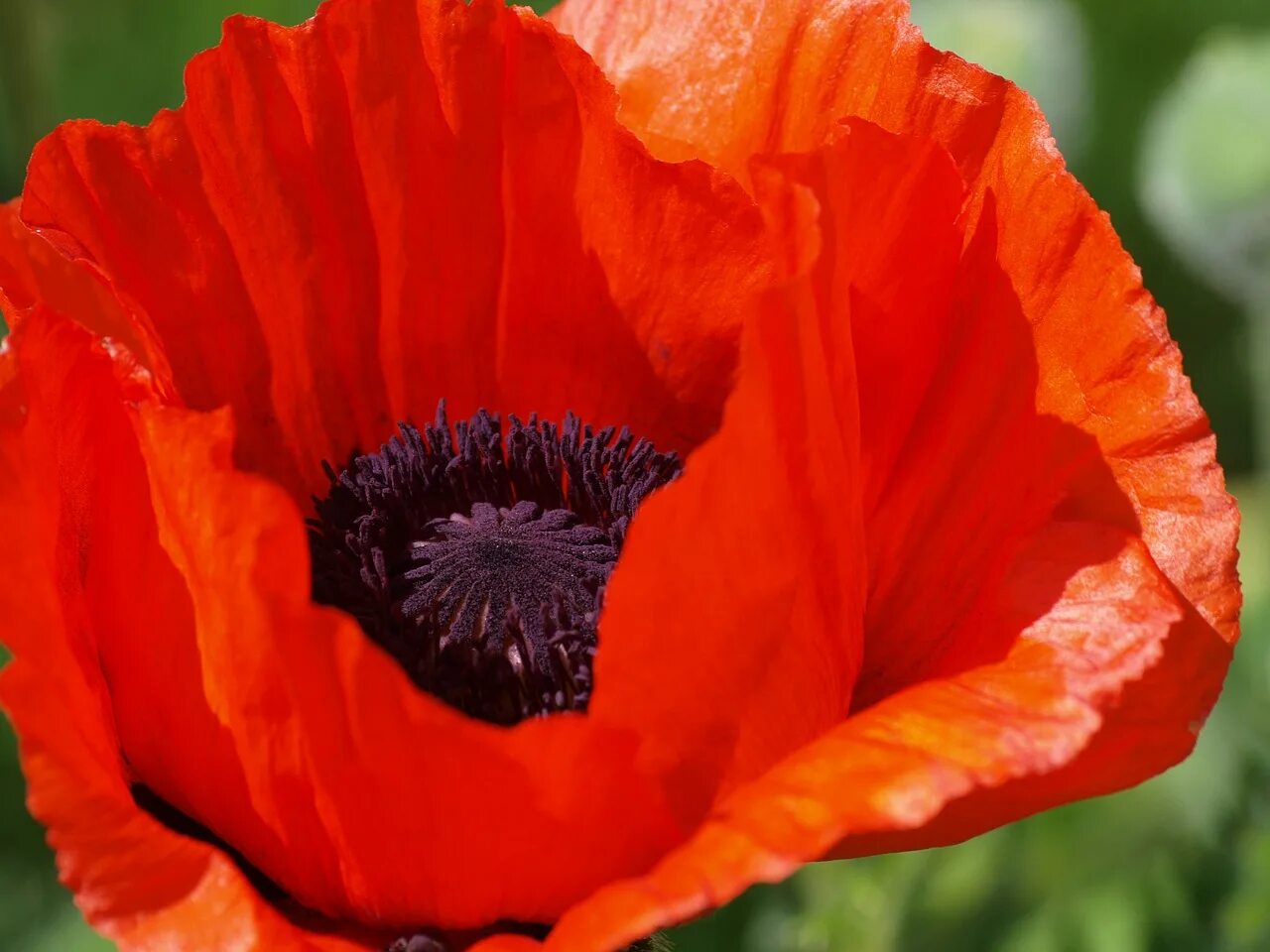 Мак макой. Мак papaver cardinal. мака рода papaver. мак восточный фламенко. мак восточный красноцветущий.