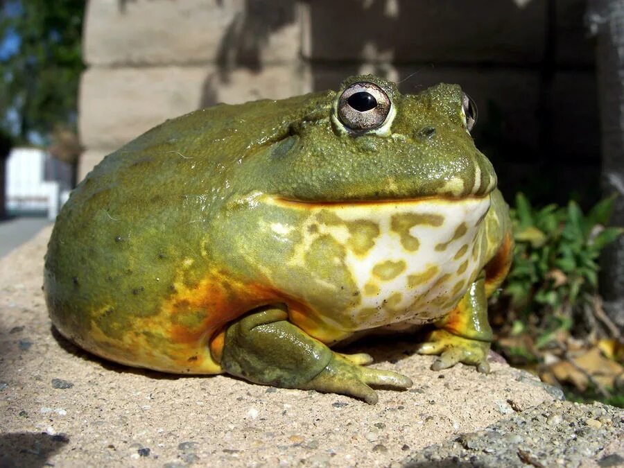 Elephant frog. Лягушка бык водонос. Африканский водонос лягушка. Лягушка водонос Голиаф. Африканская лягушка бык водонос.