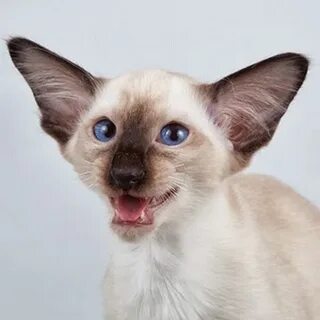 Ори кошки