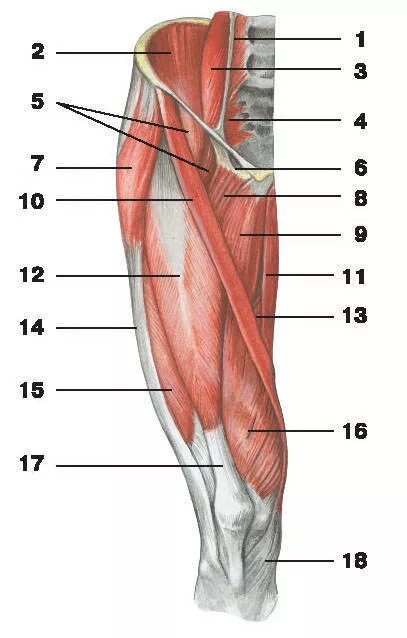 Анатомия мышц бедра человека передняя группа. Мышцы бедра анатомия Синельников. Мышцы передней поверхности бедра анатомия. Глубокие мышцы бедра передняя группа. Правая нога бедро мышцы