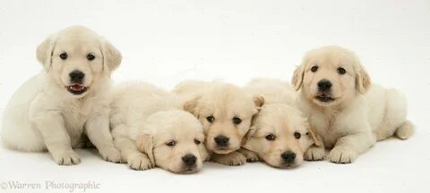 Is five dogs